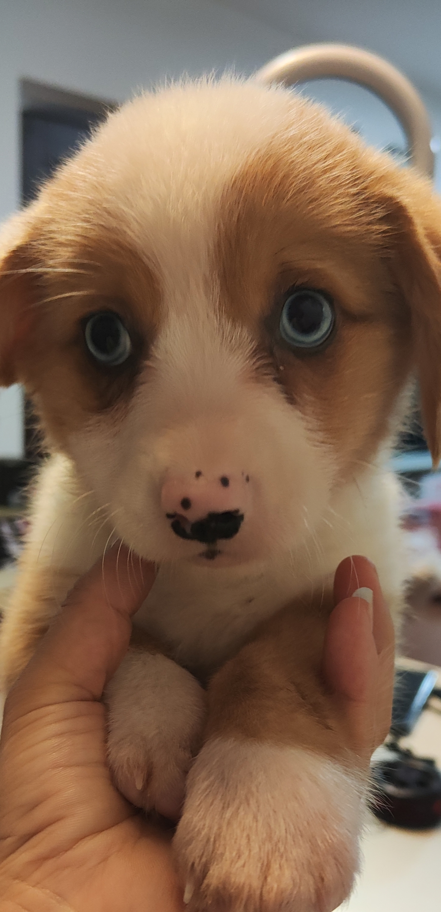 双蓝眼的卡根妹妹，适合家庭陪伴伙伴